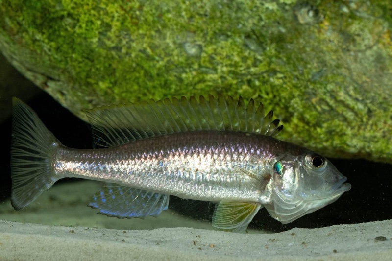 Reganochromis calliurus 'Kalalangabo'